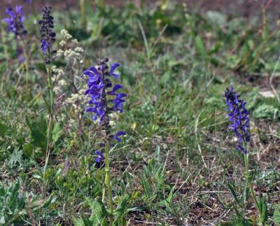 Прикрепленное изображение: zflIMGP6476.jpg